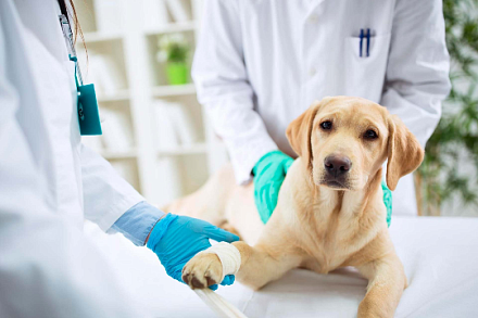 Новый уровень исследований для здоровья животных